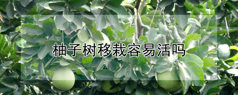 柚子苗盆栽怎样护理 发财农业网