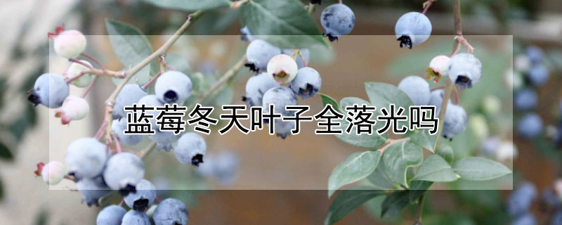 蓝莓冬天叶子全落光吗