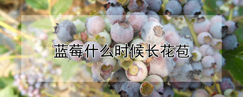 蓝莓什么时候长花苞