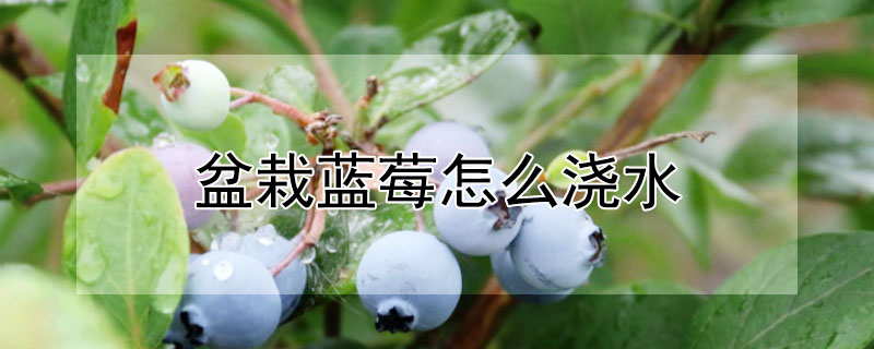 盆栽蓝莓怎么浇水