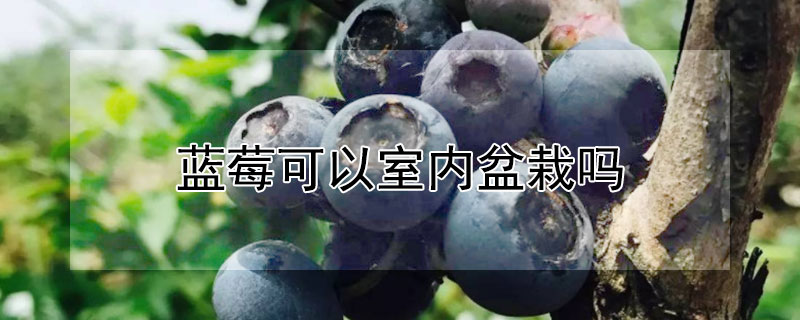 蓝莓可以室内盆栽吗