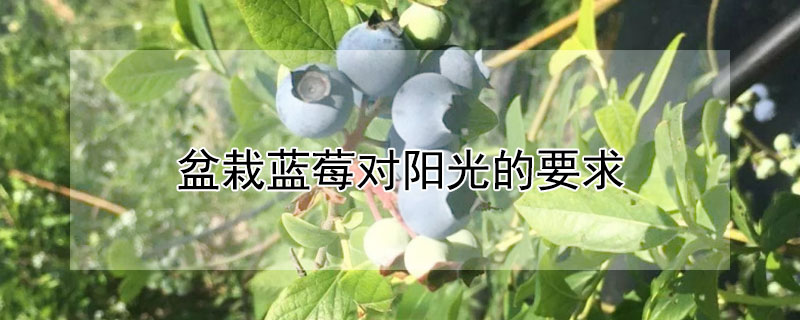 盆栽蓝莓对阳光的要求