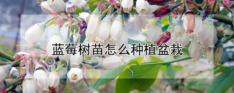 蓝莓树苗怎么种植盆栽