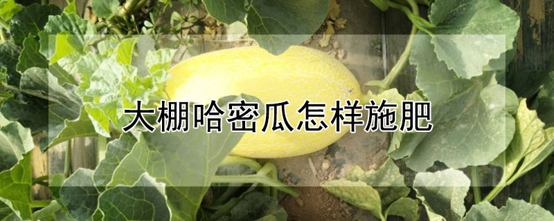 大棚哈密瓜怎样施肥