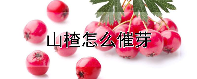 山楂怎么催芽