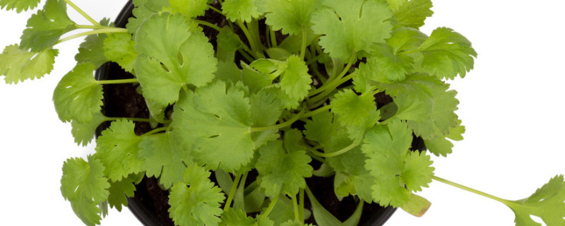 室内养什么植物不生虫