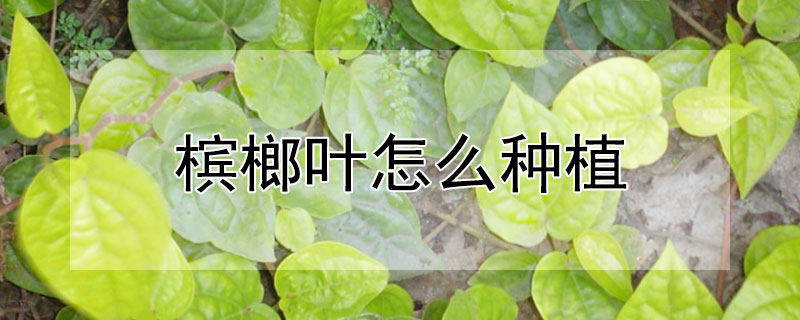 槟榔叶怎么种植