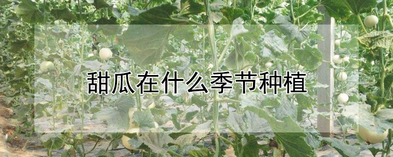 甜瓜在什么季节种植