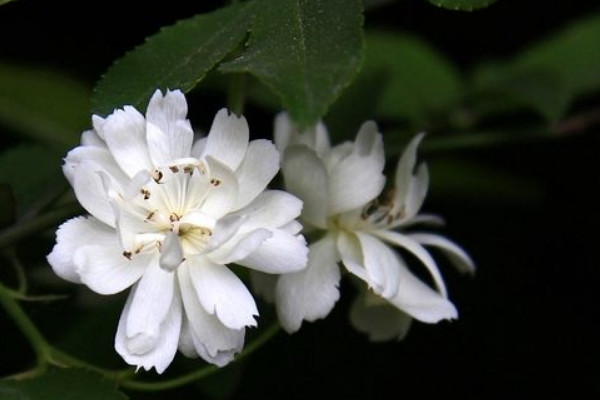 木香花有红色的吗