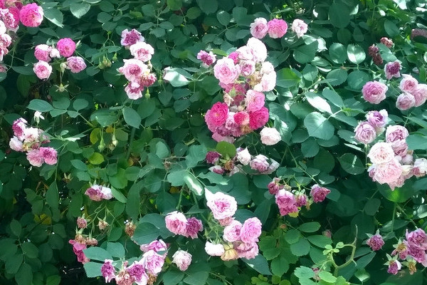 蔷薇花能不能种在庭院