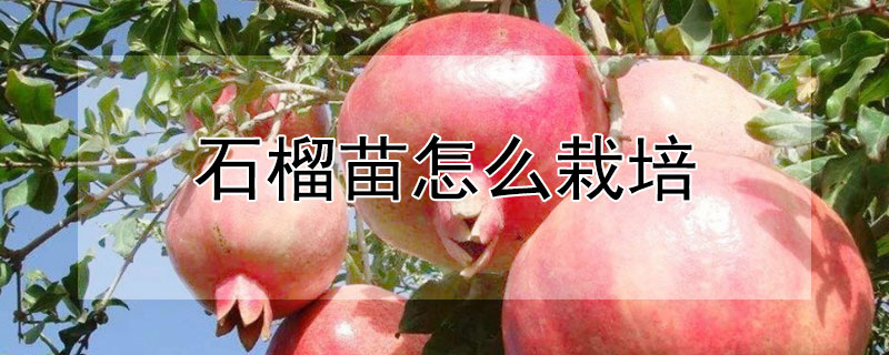 石榴苗怎么栽培