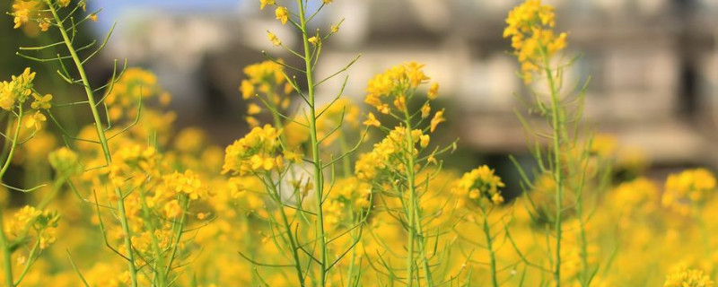 油菜的种植方法和时间施肥 发财农业网