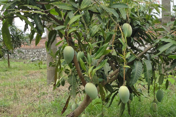 芒果种植条件气温