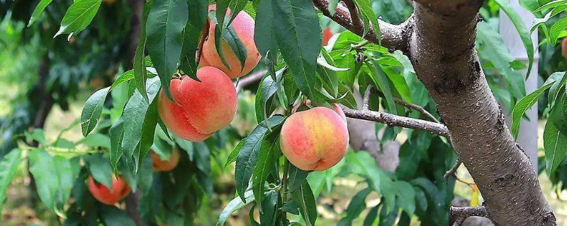 林地适合种植什么