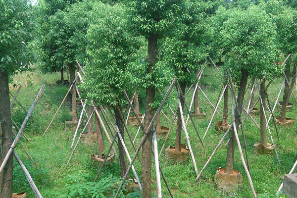 林地适合种植什么