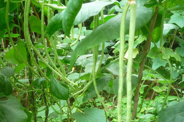 南方豇豆的种植时间和方法