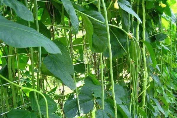 南方豇豆的种植时间和方法