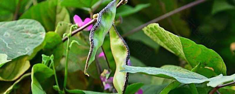 梅豆种植时间及技术要点