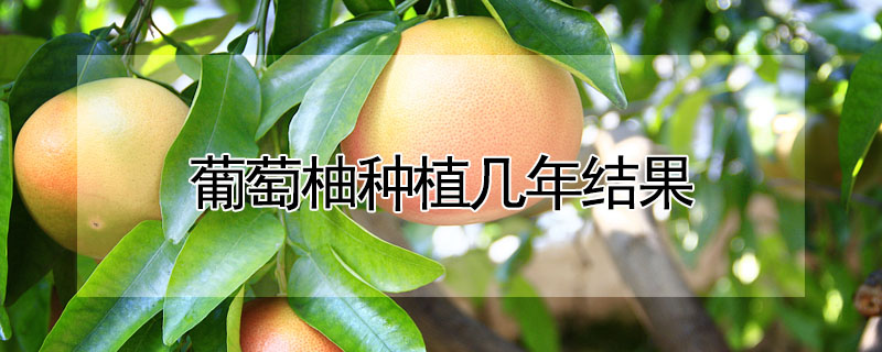 葡萄柚种植几年结果