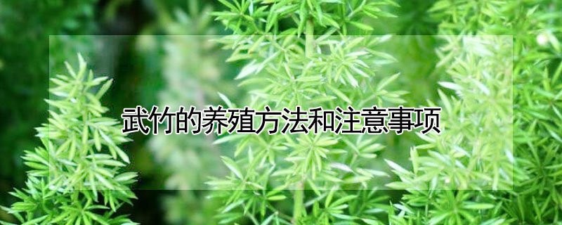 武竹的养殖方法和注意事项