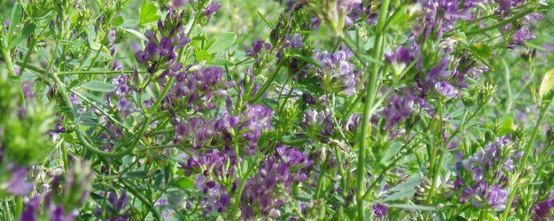 紫花苜蓿种植技术 发财农业网