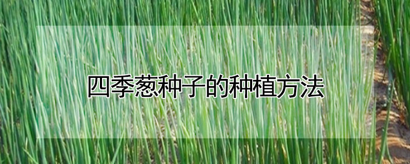 四季葱种子的种植方法