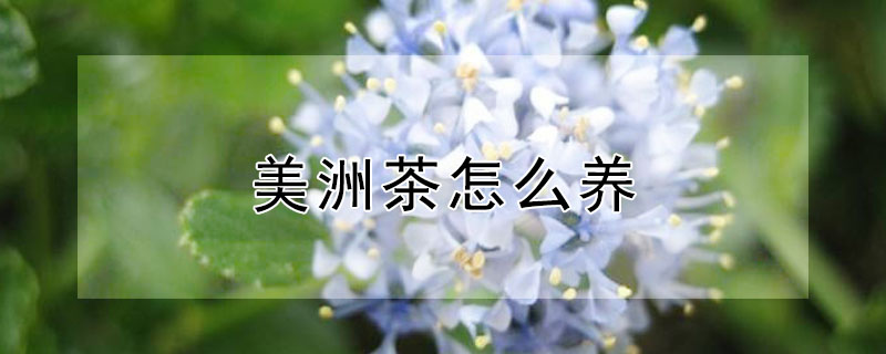 美洲茶怎么养