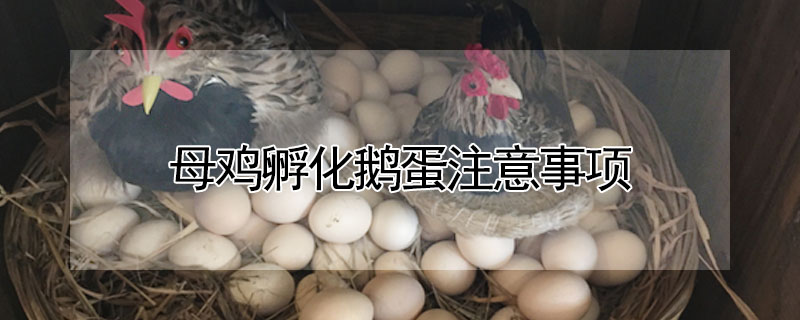 母鸡孵化鹅蛋注意事项