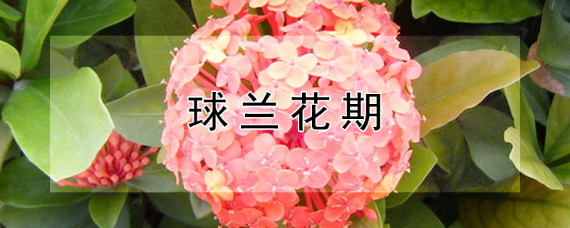 球兰花期