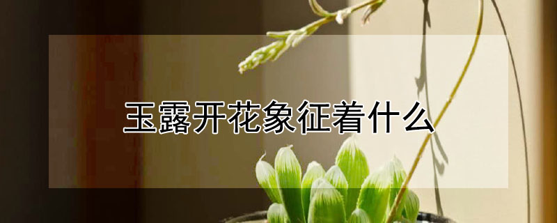 玉露开花象征着什么