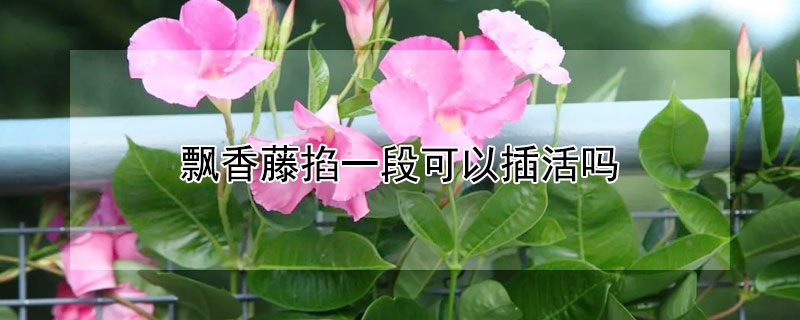 飘香藤掐一段可以插活吗