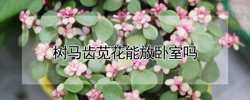 树马齿苋花能放卧室吗