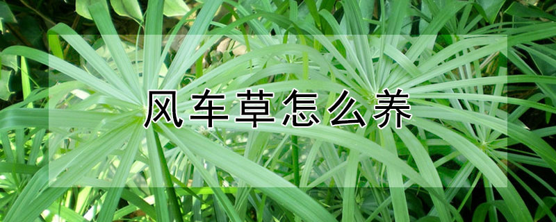 风车草怎么养