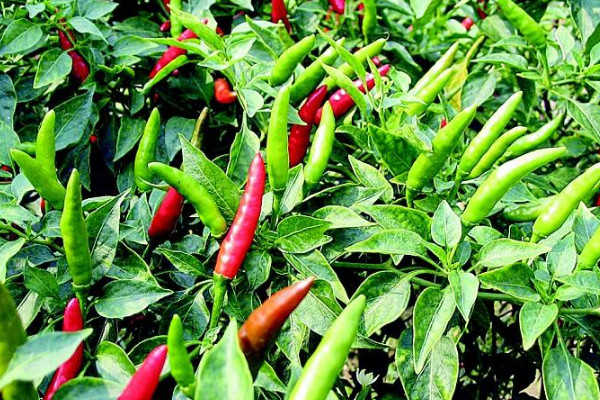 辣椒种植方法和施肥 发财农业网