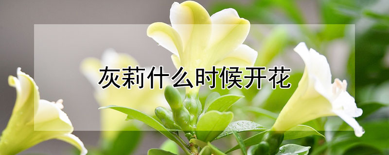 灰莉什么时候开花