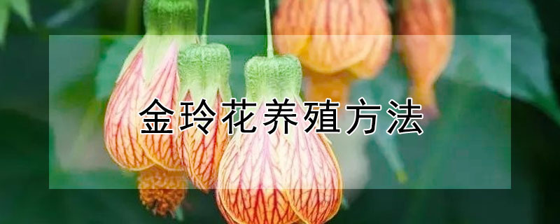 金玲花养殖方法