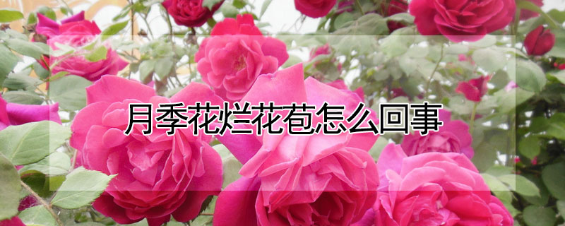 月季花烂花苞怎么回事