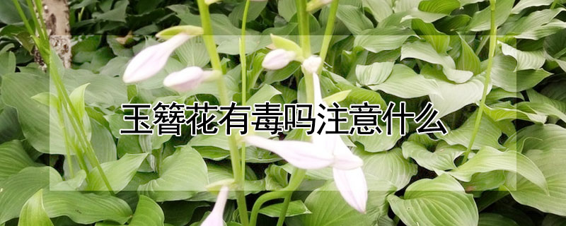 玉簪花有毒吗注意什么