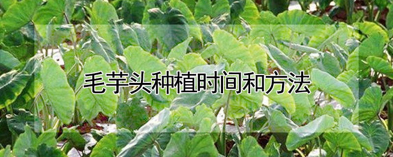 毛芋头种植时间和方法