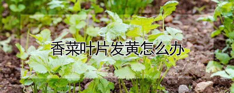 香菜叶片发黄怎么办