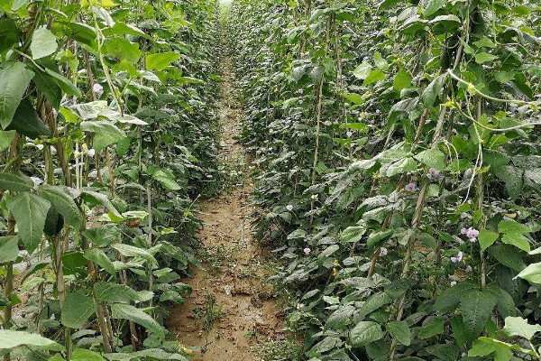 露地豆角种植时间和方法