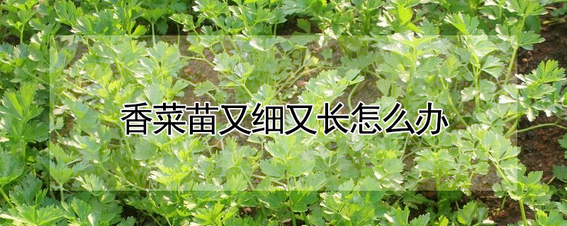 香菜苗又细又长怎么办