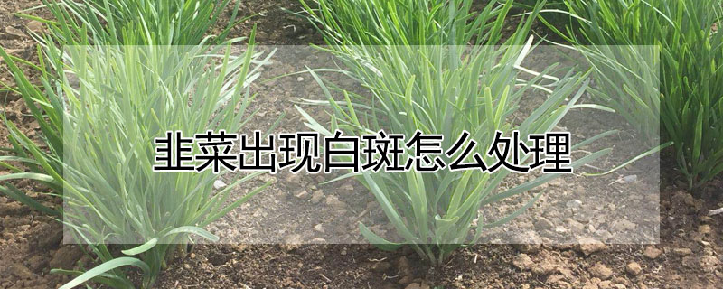 韭菜出现白斑怎么处理 发财农业网