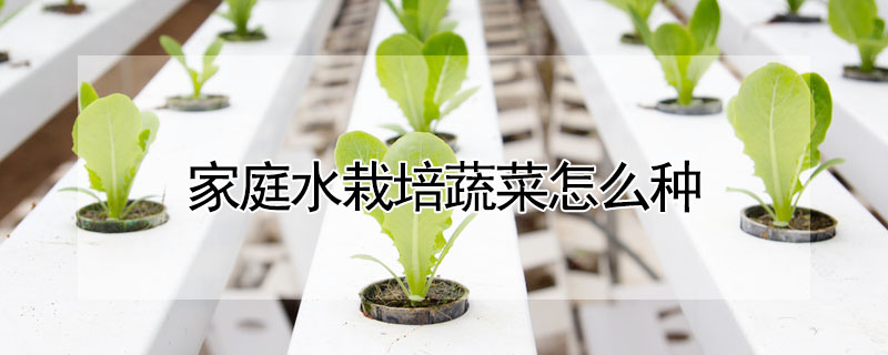 家庭水栽培蔬菜怎么种