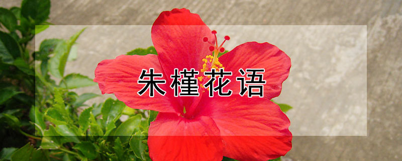 朱槿花语