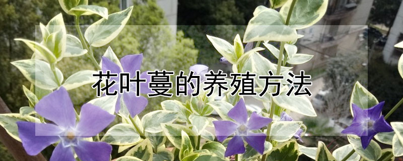 花叶蔓的养殖方法 发财农业网