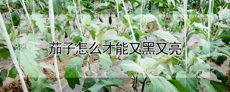 水果种植技术 蔬菜种植技术 茶叶的种类 食用菌栽培技术 农作物种植技术 发财农业网