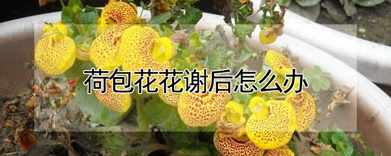 荷包花花谢后怎么办