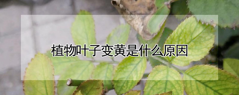 植物叶子变黄是什么原因