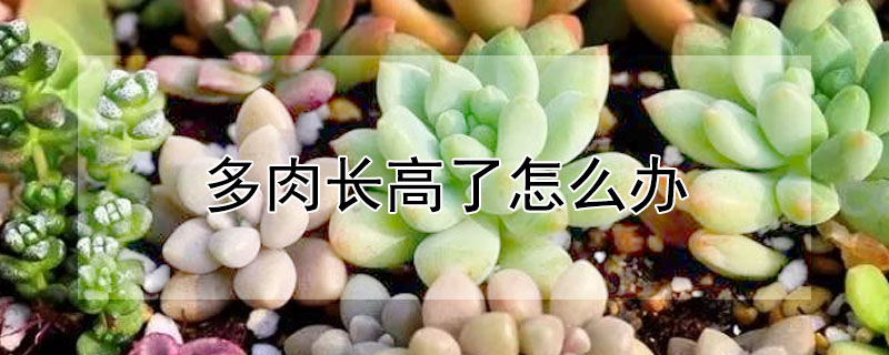 多肉长高了怎么办